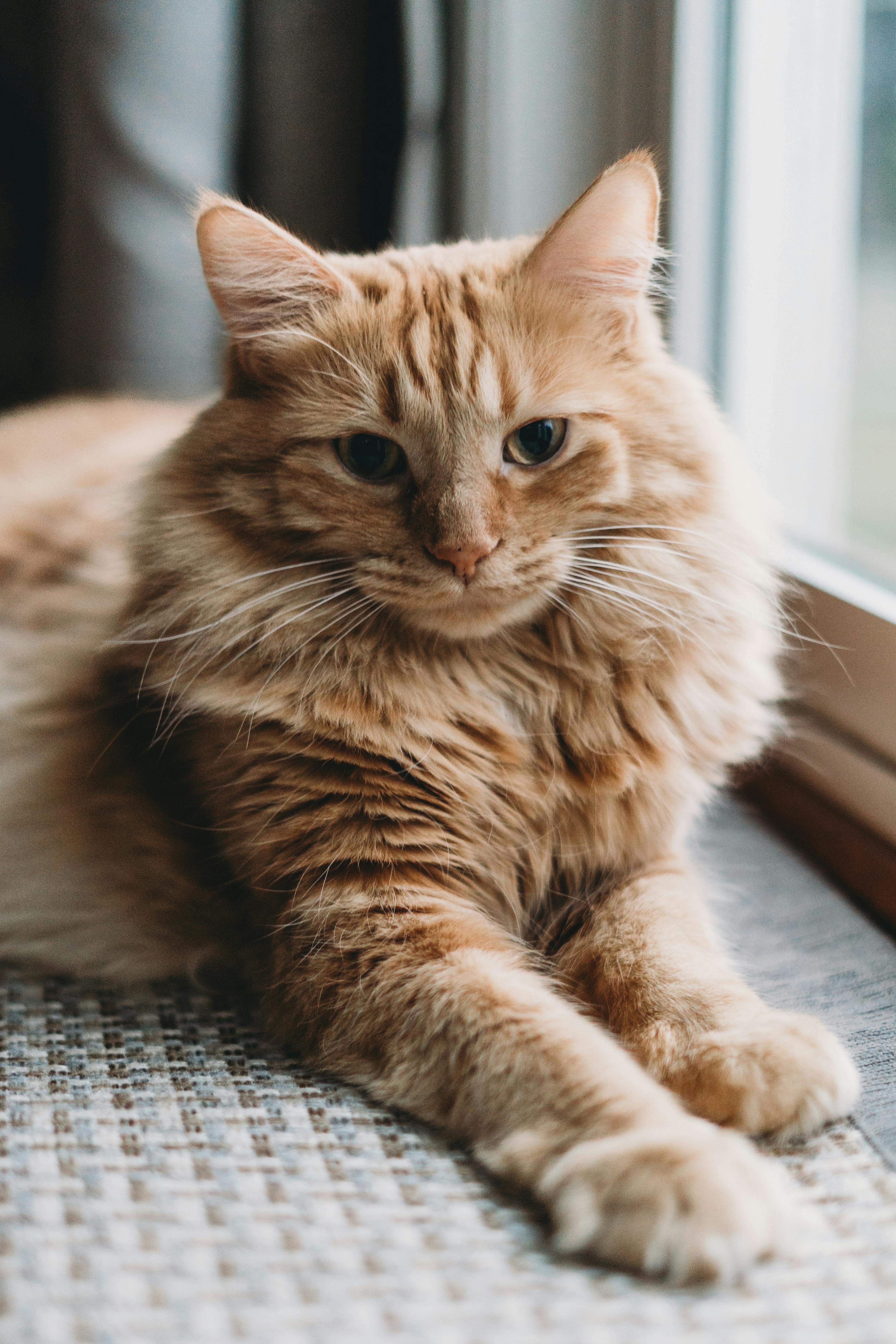 Happy cat
